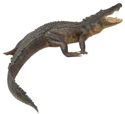 Insta-Gator