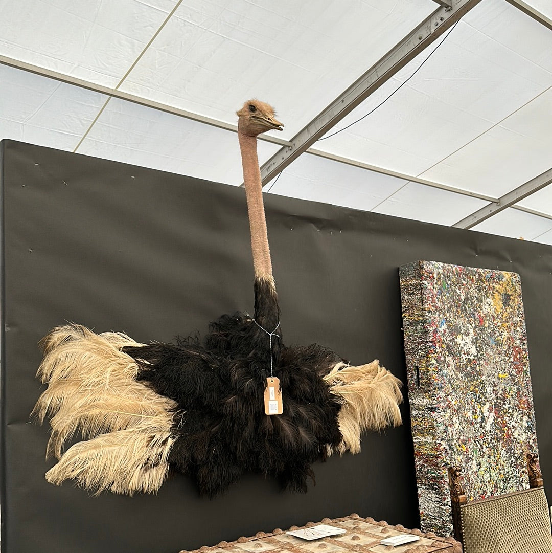 Mounted Ostrich