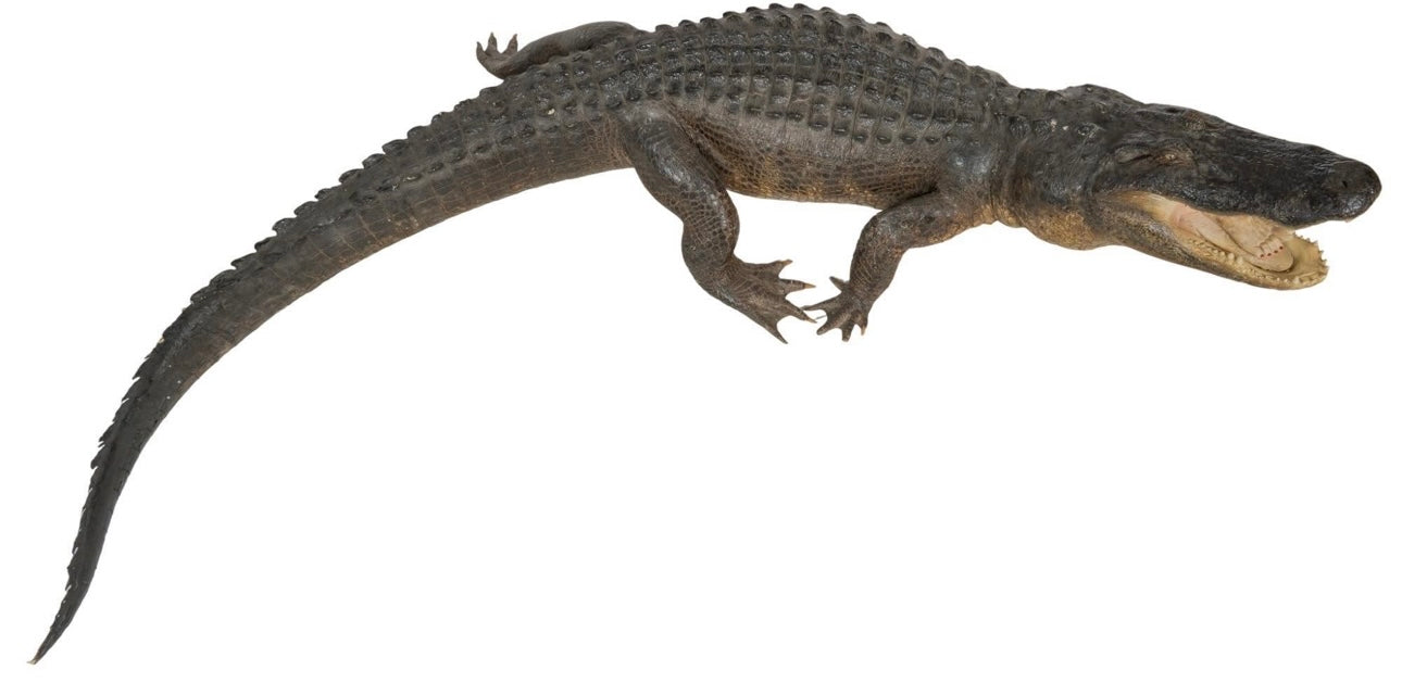 Insta-Gator