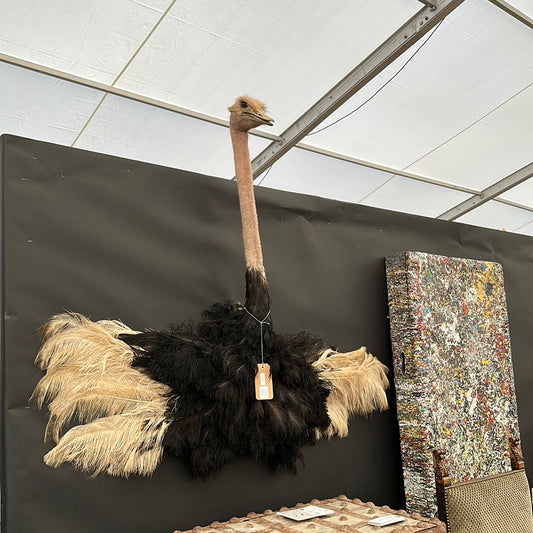 Mounted Ostrich