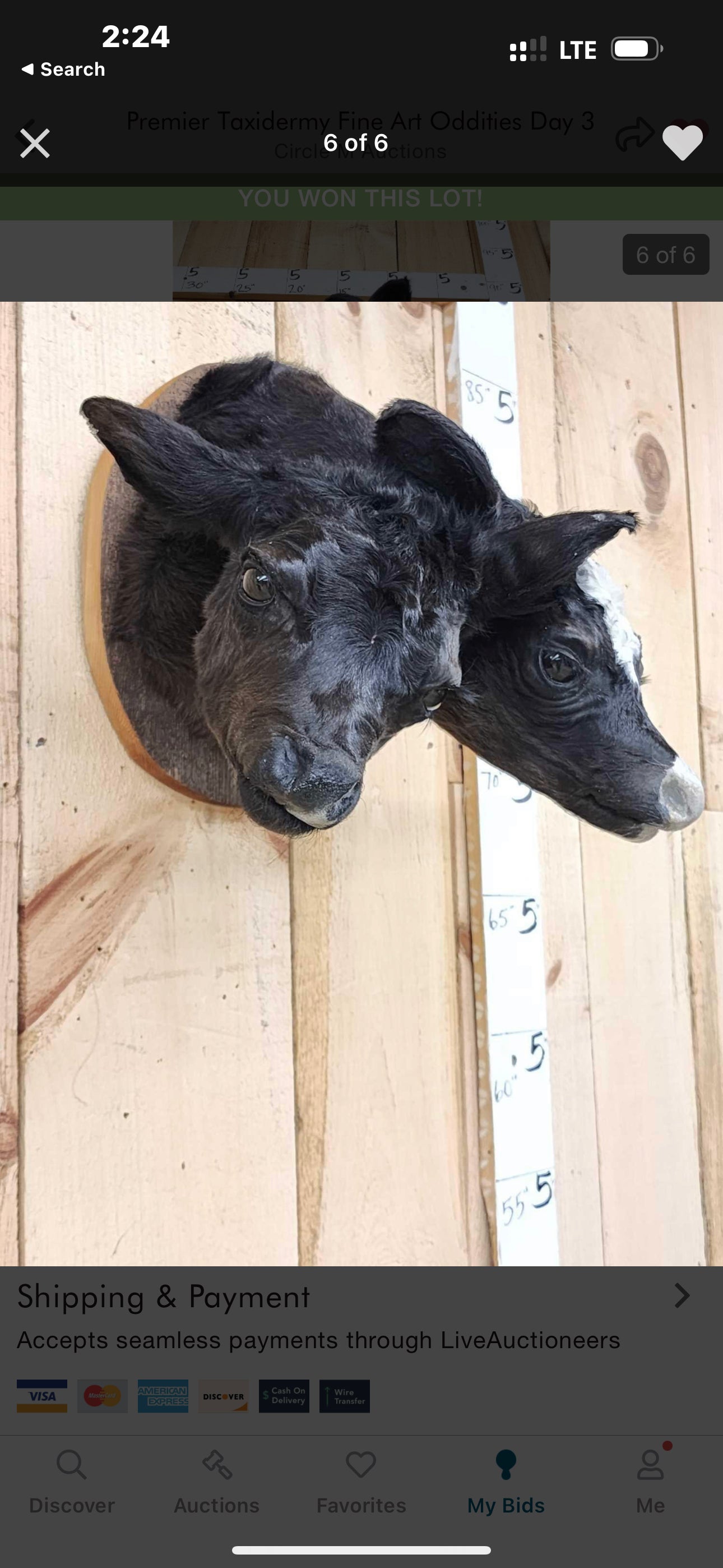 Two headed calf