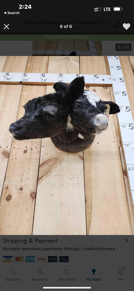 Two headed calf