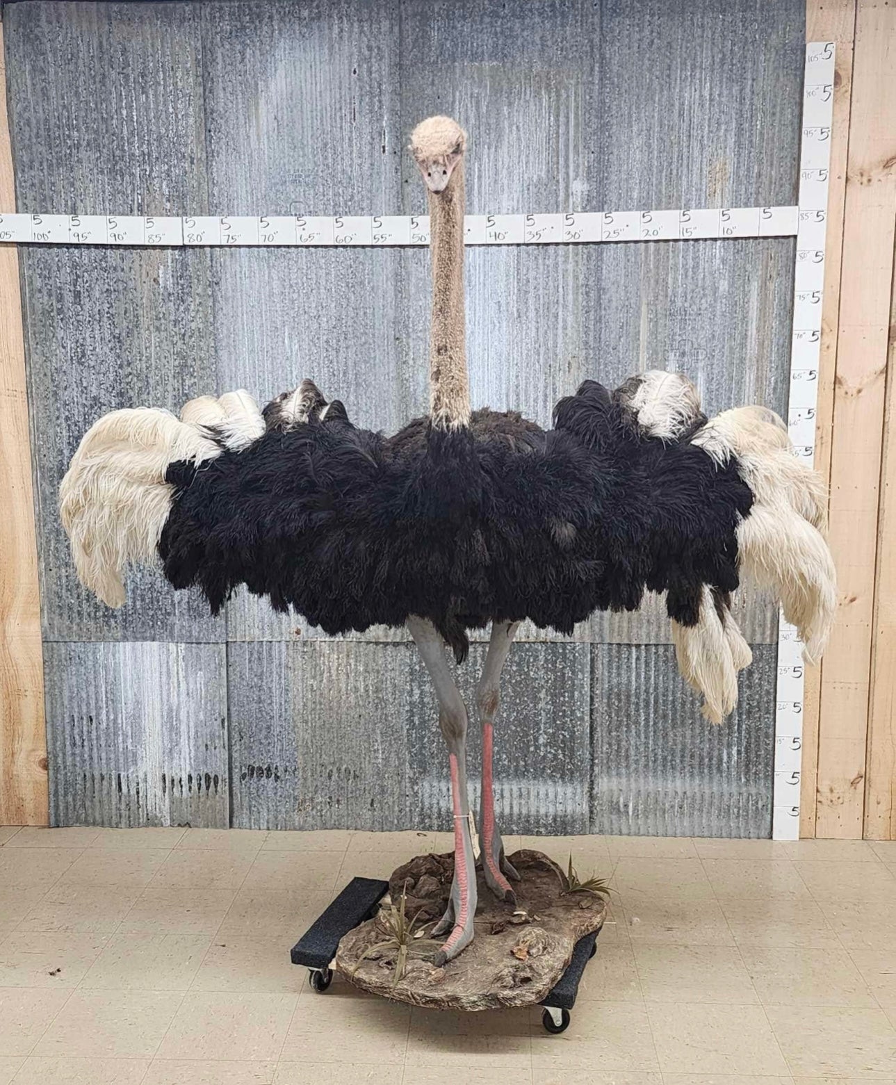 Full body ostrich